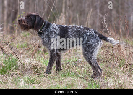 hunting dog german wirehaired pointer on the field Stock Photo