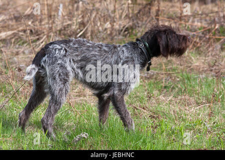 hunting dog german wirehaired pointer standing on the field Stock Photo