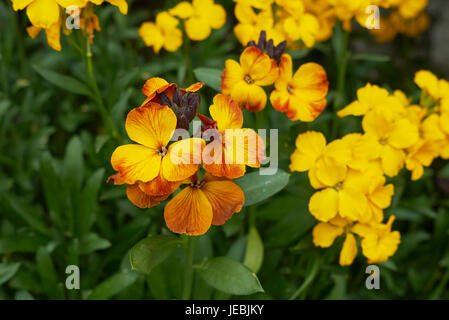 Erysimum cheiri Stock Photo