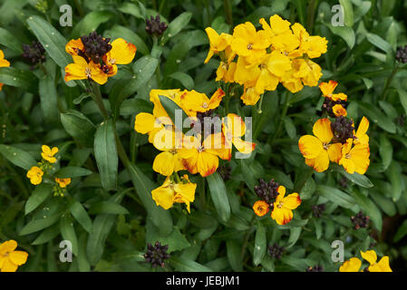 Erysimum cheiri Stock Photo