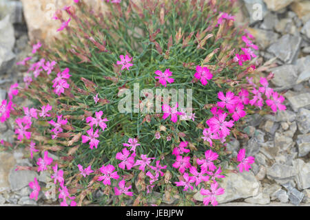 Gebirgsnelke, Nelke, Dianthus haematocalyx ssp. pindicola, alpine pink Stock Photo