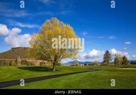 A tree beginning to bud out in spring on a golf course in Redmond, Oregon. Stock Photo