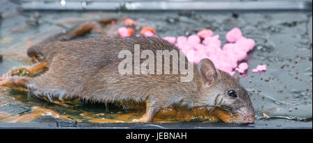 rat in glue stick on the mousetrap i Stock Photo