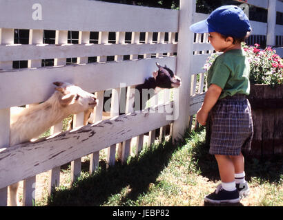 Young child with ball cap on looking at 2 goats peeking through fence Stock Photo