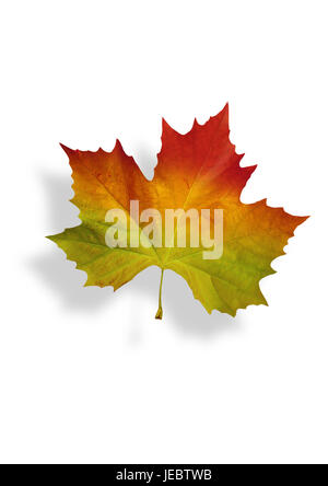 autumnally tinted maple leaf, Stock Photo