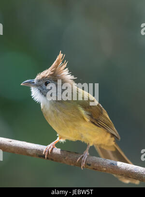 The puff-throated bulbul (Alophoixus pallidus) is a species of songbird in the Pycnonotidae family. Its natural habitat is subtropical or tropical moi Stock Photo