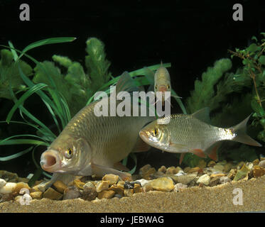 Rudd fish, Scardinius erythrophthalmus, Stock Photo