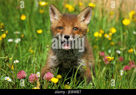 Red fox in flower meadow, Vulpes vulpes, Stock Photo