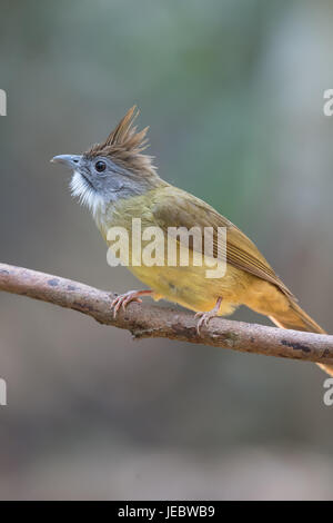 The puff-throated bulbul (Alophoixus pallidus) is a species of songbird in the Pycnonotidae family. Its natural habitat is subtropical or tropical moi Stock Photo