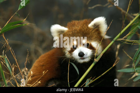 Small panda, Ailurus fulgens, Stock Photo