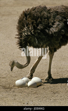 African bunch, Struthio camelus, nest, Gelege, ostrich eggs, Stock Photo