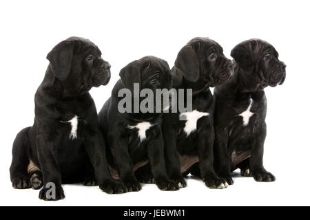 Four Cane Corso puppies, Stock Photo