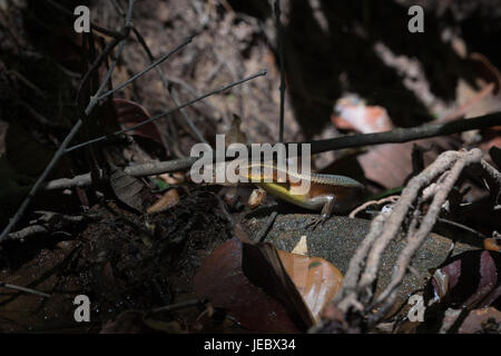 Many-lined Sun Skink (Eutropis multifasciata) in Pang Sida National Park, Thailand. Stock Photo