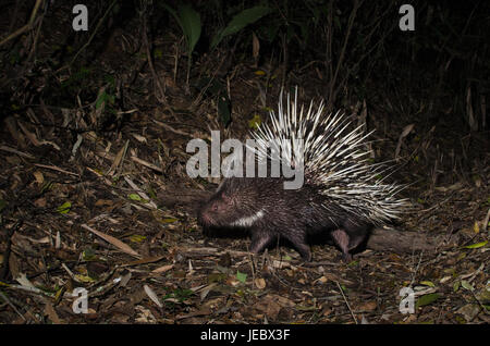 The Malayan porcupine or Himalayan porcupine (Hystrix brachyura) is a species of rodent in the family Hystricidae. Stock Photo