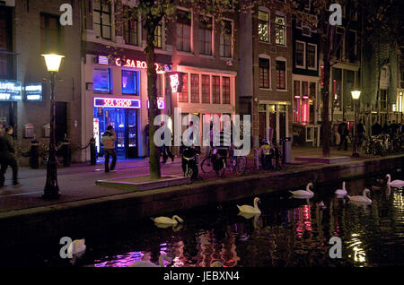 Holland, the Netherlands, Amsterdam, red light area, swans on the water, Stock Photo