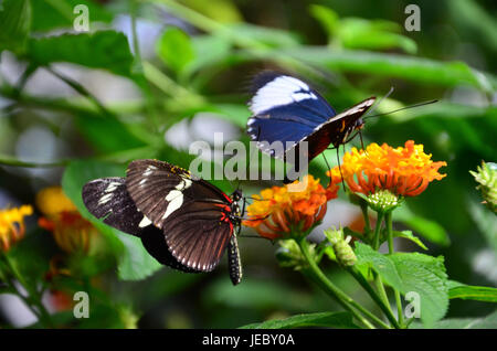 Butterflies, tropical, blossoms, Stock Photo