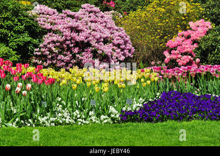 Park, bed of tulips, multicolored, tulips, tulip arrangement, horticulture, Stock Photo