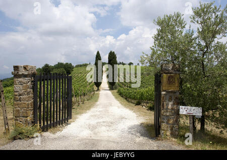 Italy, Tuscany, region Chianti, vineyard, Stock Photo