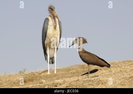 Birds, marabou, howler head, Awassasee, Ethiopia, Stock Photo