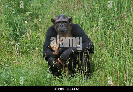 Common chimpanzee, Pan troglodytes, females, young animal, carry, Stock Photo