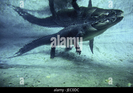 Bar crocodile, Crocodylus porosus, also saltwater crocodile, Saltie, adult animal, stand, water, Australia, Stock Photo