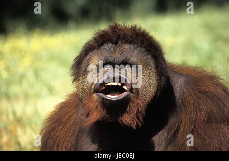 Borneo orang-utan, Pongo pygmaeus, little men, amusing look, Stock Photo