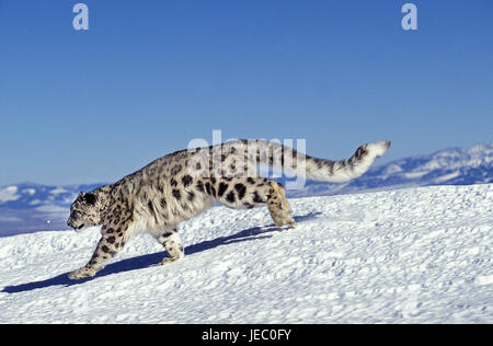 Snow leopard, Uncia uncia, also Irbis, adult animal, run, snow, Stock Photo