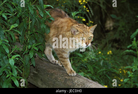 European wildcat or forest cat, Felis silvestris, adult animal, branch, Stock Photo