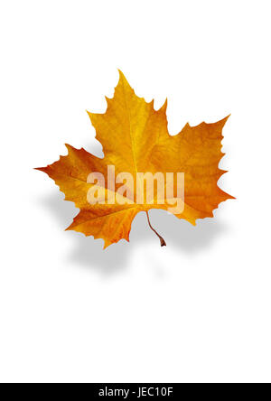 autumnally tinted maple leaf, Stock Photo