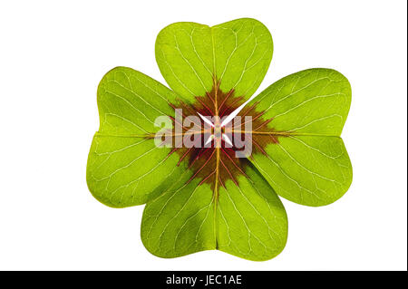 Cloverleaf, 4-leaved, luck bringer, Frei's plate, background, clover, leaves, four, Frei's plate, green, white, luck, talisman, icon, symbolically, four-leafed clover, four-leafed clover leaves, luck icon, medium close-up, Stock Photo