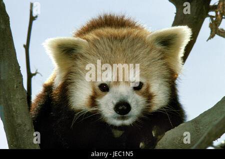 Small panda, Ailurus fulgens, portrait, Stock Photo