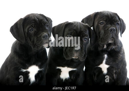 Three Cane Corso puppies, Stock Photo