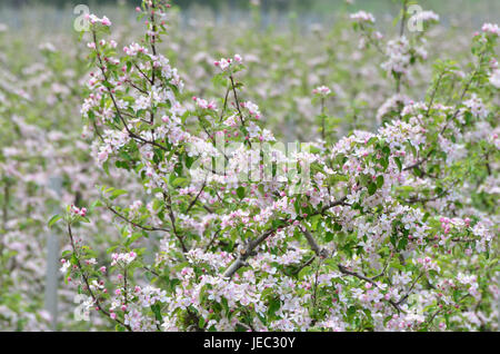 Italy, South Tirol, Vinschgau, fruit plantation, spring, Stock Photo