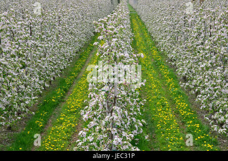 Italy, South Tirol, Vinschgau, fruit plantation, spring, Stock Photo