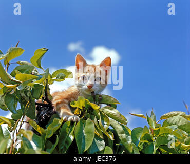 red-white striped house cat sits in the tree, Stock Photo