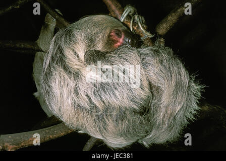 Weisskehl sloth, Bradypus tridactylus, hangs asleep on the fork, Stock Photo