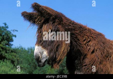 Poitou donkey, portrait, at the side, Stock Photo