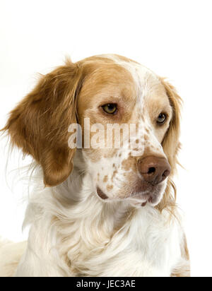 French spaniel, portrait, Stock Photo