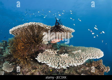 Coral reef, Wakaya, Lomaiviti, Fiji, Stock Photo