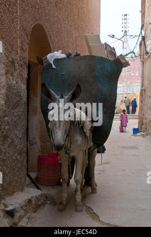 Man charges a load donkey in the village el Atteuf in the UNESCO world cultural heritage M'Zab, Algeria, Africa, Stock Photo