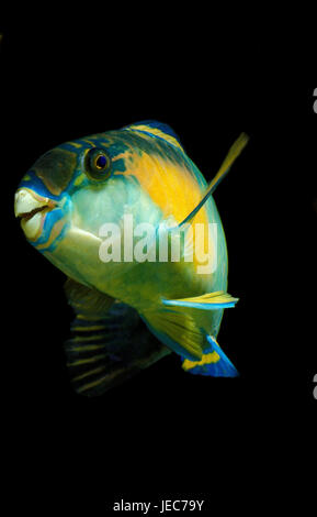 Sphere head parrot fish, Scarus sordidus, Stock Photo