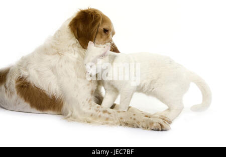 French spaniel plays with cat, Stock Photo