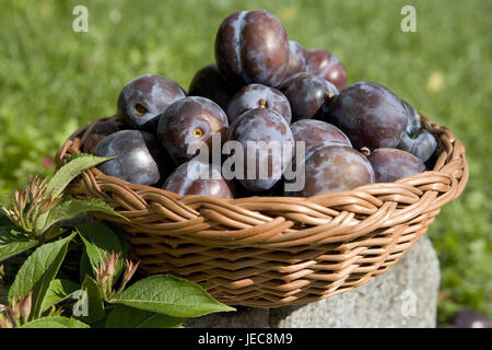 basket-plums-prunus-domestica-