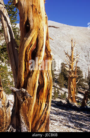 Bristlecone pine at Patriarch Grove, Ancient Bristlecone Pine Forest, Ancient Bristlecone National Scenic Byway, Inyo National Forest, California Stock Photo