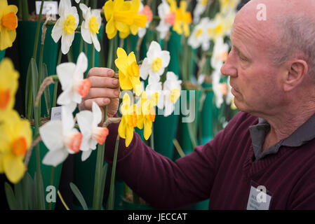 Coughton Court, Alcester, Warwickshire, UK. 15th April 2017. Pictured:  Richard Gillings, Vice Chairman of the Daffodil Society, inspects his exhibiti Stock Photo