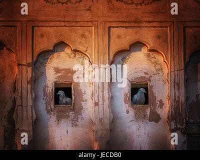 Two pigeons roosting in abandoned haveli exterior wall, Mandawa, Rajasthan, India. Stock Photo