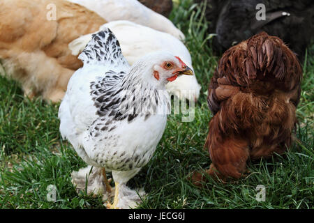 Free range organic chickens foraging in the grass. Extreme shallow depth of field with selective focus on White Brahma pullet.