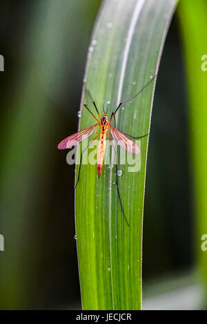 Tipula oleracea sitting on a grass with raindrops in a garden Stock Photo