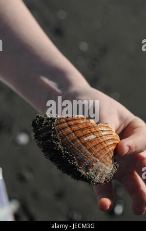 Hand holding a sea shell on a white background Stock Photo - Alamy