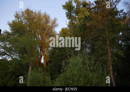 Trees lit by the sun. Close up of sunlit trees. Stock Photo